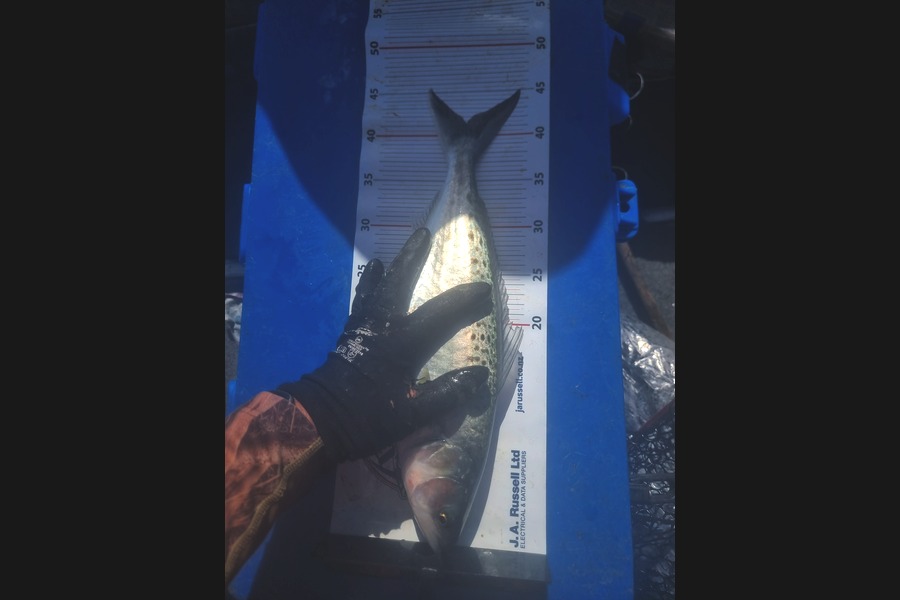 Justin Anderson caught this 41.0cm Kahawai at Bay of Plenty during The Export NZ Fishing Competition