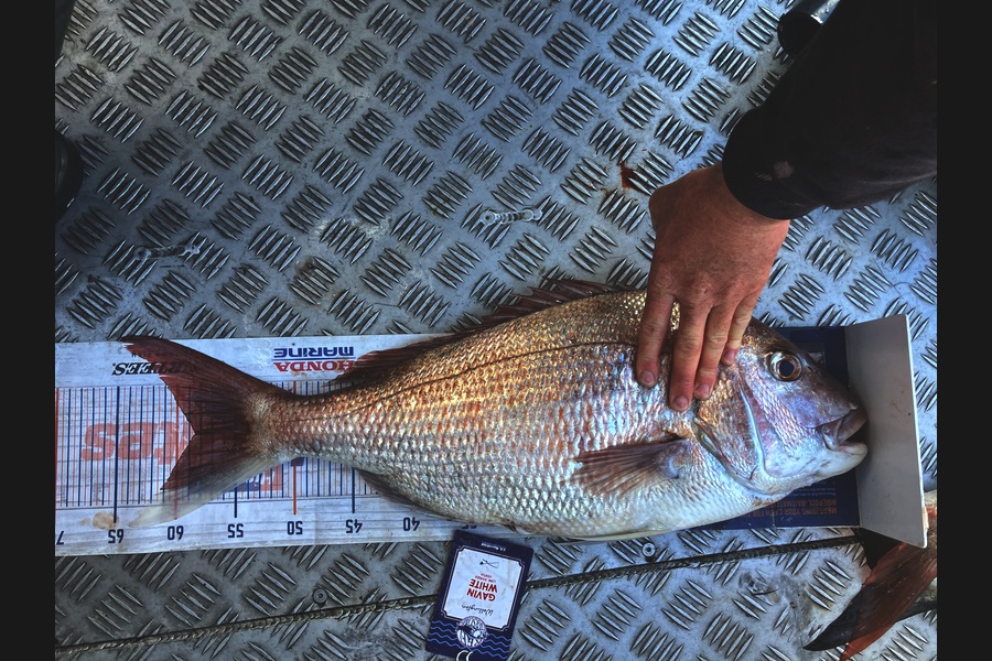 Gavin  White caught this 58.5cm Snapper at Wellington during The Export NZ Fishing Competition