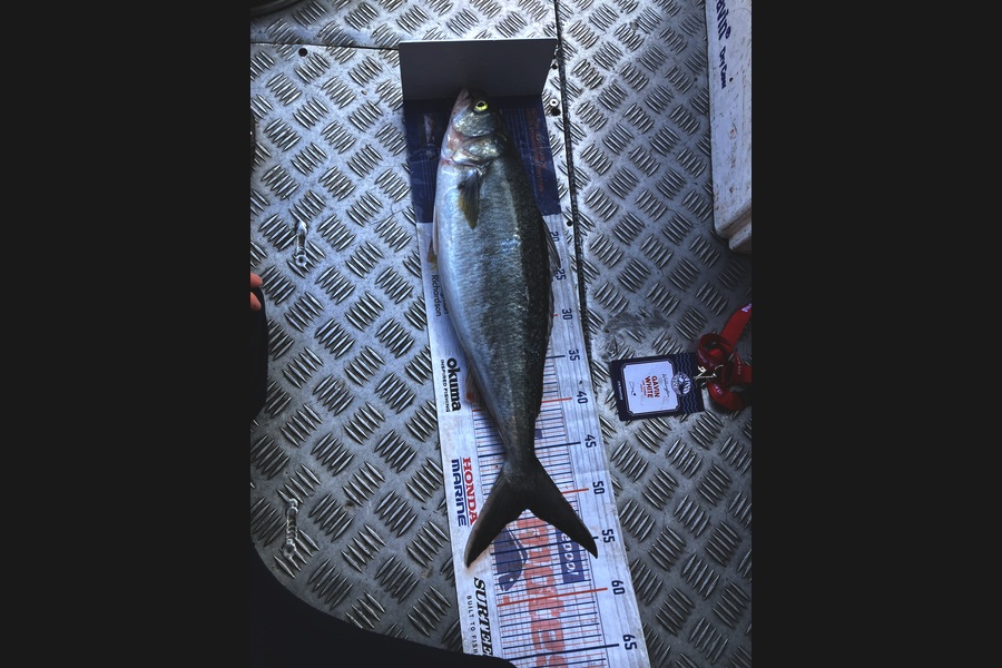 Gavin  White caught this 51.0cm Kahawai at Wellington during The Export NZ Fishing Competition