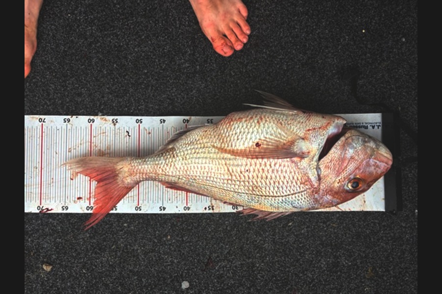 Oli Anderson caught this 59.0cm Snapper at Wellington during The Export NZ Fishing Competition