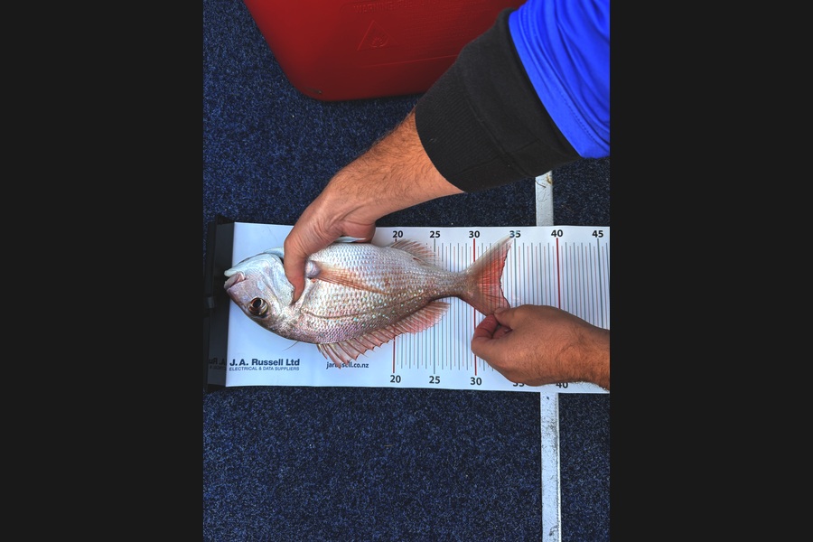 Josh Davison caught this 33.0cm Snapper at Auckland during The Export NZ Fishing Competition