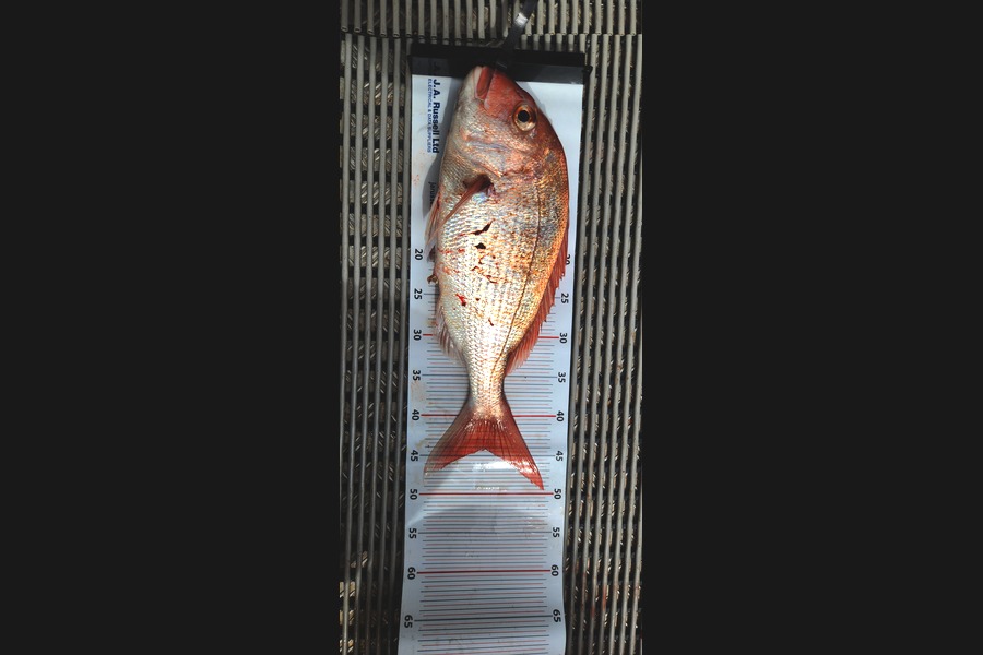 EJ Paulsen caught this 44.0cm Snapper at Auckland during The Export NZ Fishing Competition