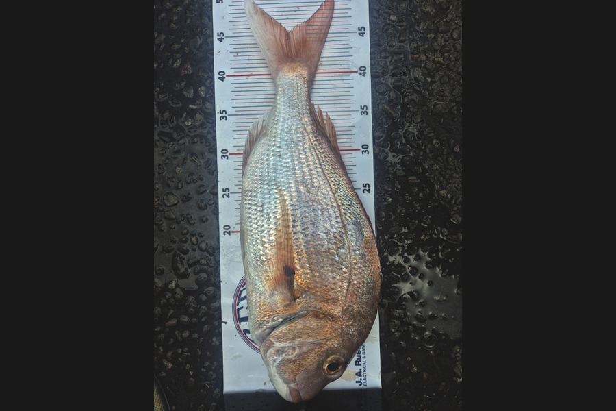 Quinn Barnes caught this 45.0cm Snapper at Auckland during The Export NZ Fishing Competition