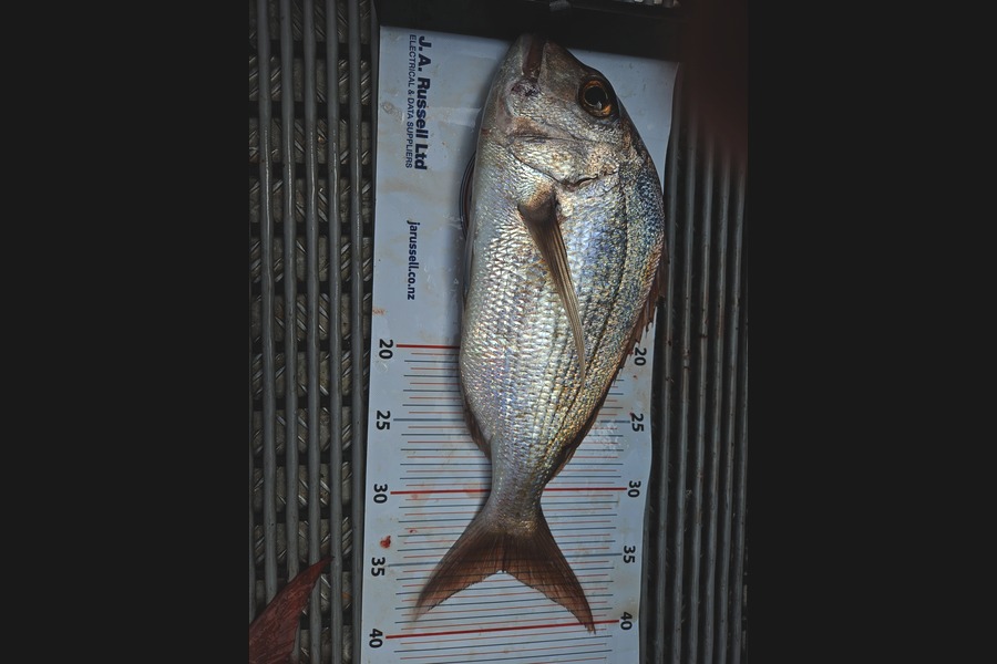 Con Lindsay caught this 36.0cm Snapper at Auckland during The Export NZ Fishing Competition