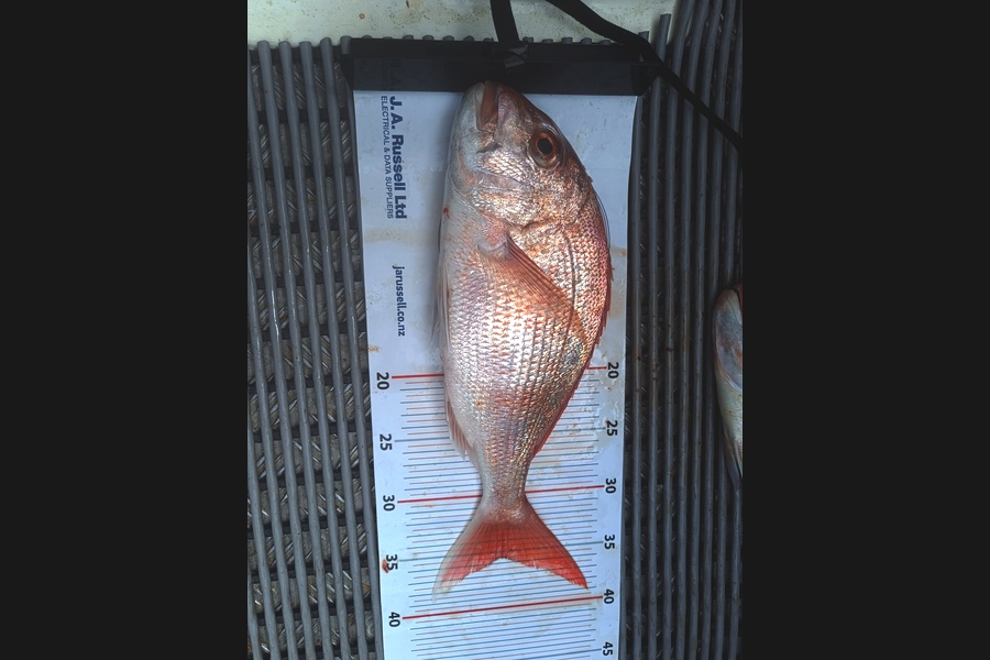Allan Paulsen caught this 35.5cm Snapper at Auckland during The Export NZ Fishing Competition