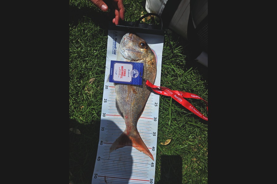 Chris Maxwell caught this 40.0cm Snapper at Auckland during The Export NZ Fishing Competition