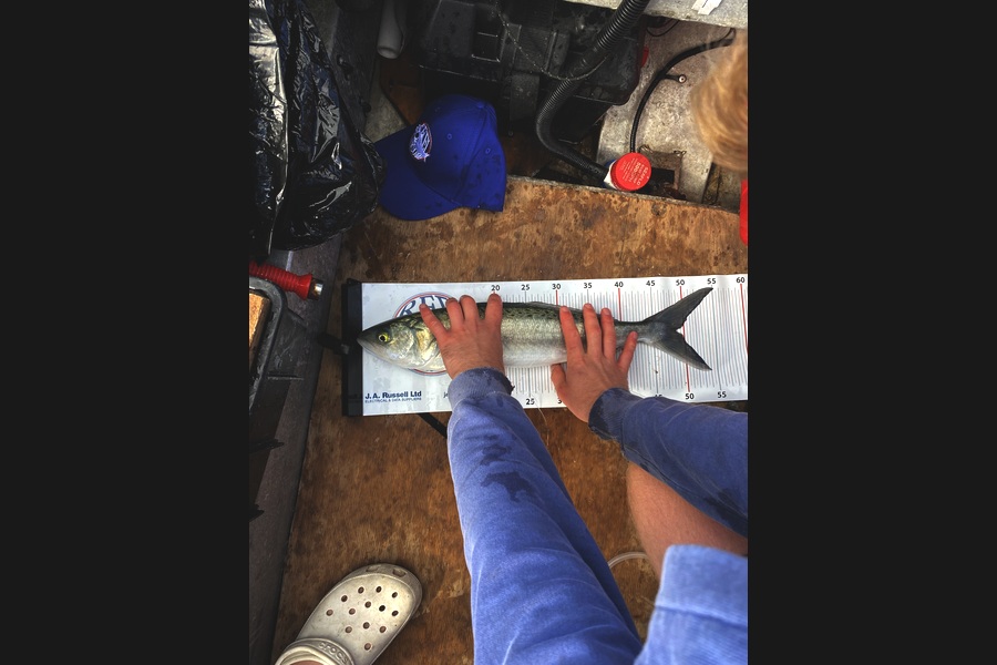 Louis Alexander caught this 48.5cm Kahawai at Wellington during The Export NZ Fishing Competition