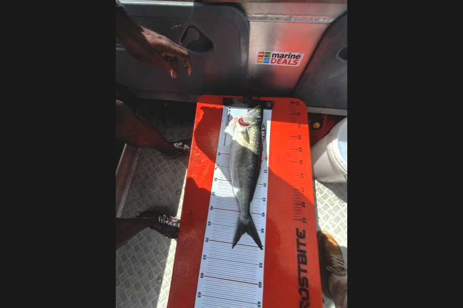 Vilash Choy caught this 44.0cm Kahawai at Auckland during The Export NZ Fishing Competition