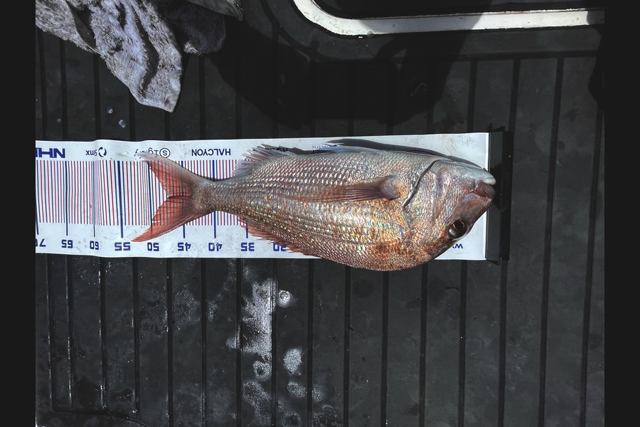 Matt Hewitt caught this 47.0cm Snapper at Bay of Plenty during The Export NZ Fishing Competition