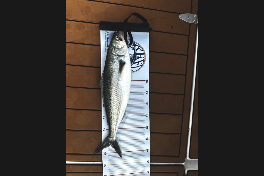 Ben Croxford caught this 46.5cm Kahawai at Auckland during The Export NZ Fishing Competition