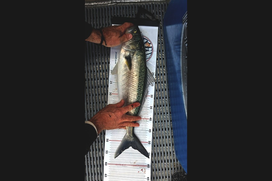 Tarn Montgomery caught this 52.0cm Kahawai at Bay of Plenty during The Export NZ Fishing Competition
