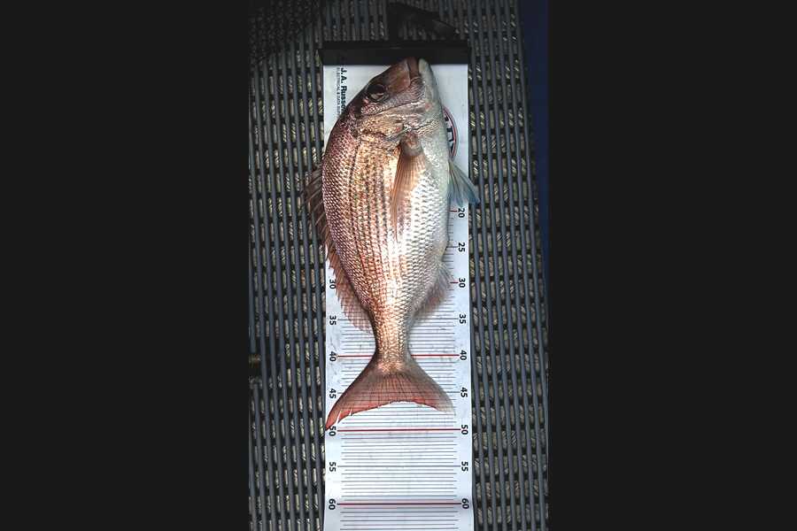 Jon Grogan caught this 46.0cm Snapper at Bay of Plenty during The Export NZ Fishing Competition