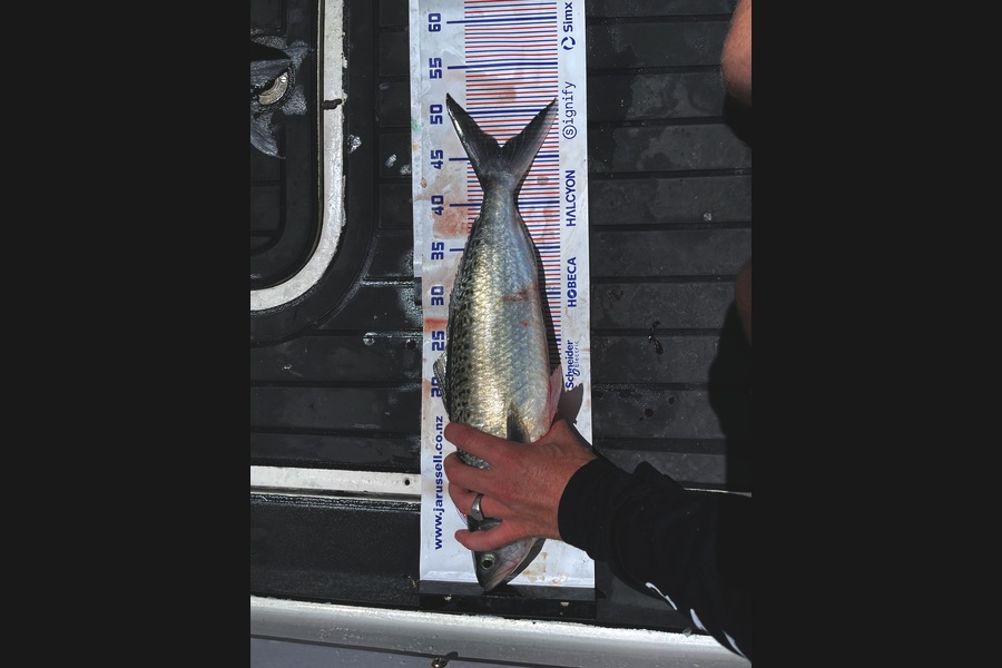 Johnny Barnett caught this 46cm Kahawai at Bay of Plenty during The Export NZ Fishing Competition