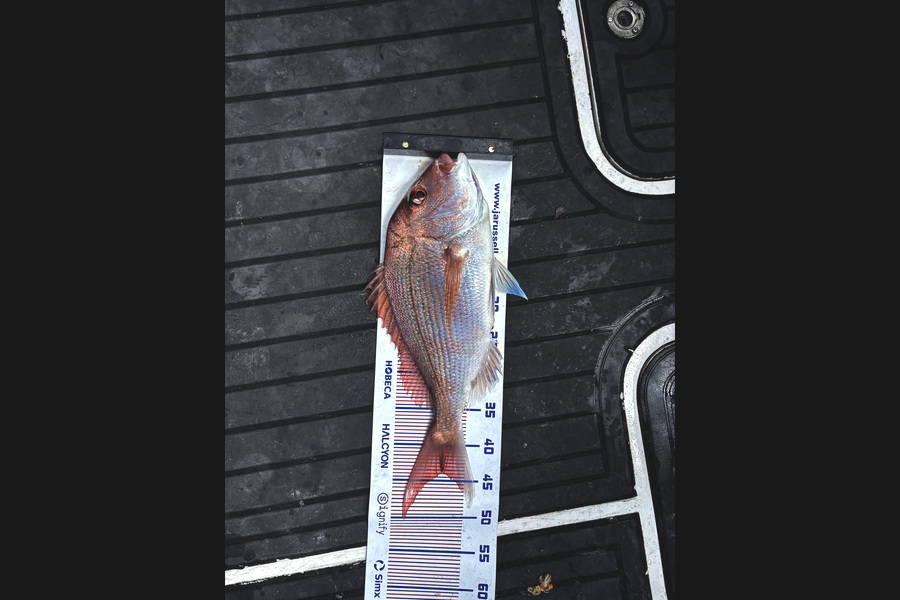 Johnny Barnett caught this 43.5cm Snapper at Bay of Plenty during The Export NZ Fishing Competition