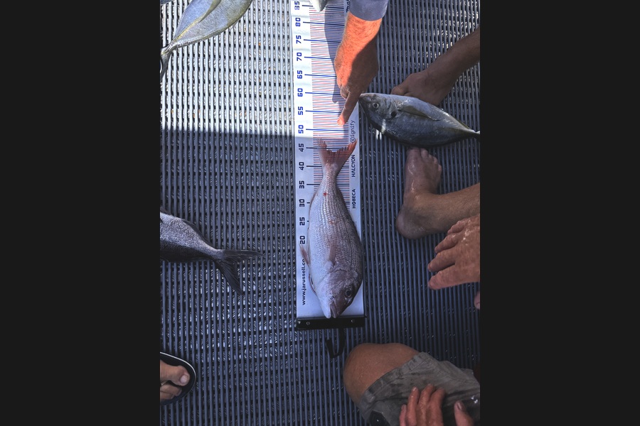 Dale Booysen caught this 44.0cm Snapper at Bay of Plenty during The Export NZ Fishing Competition
