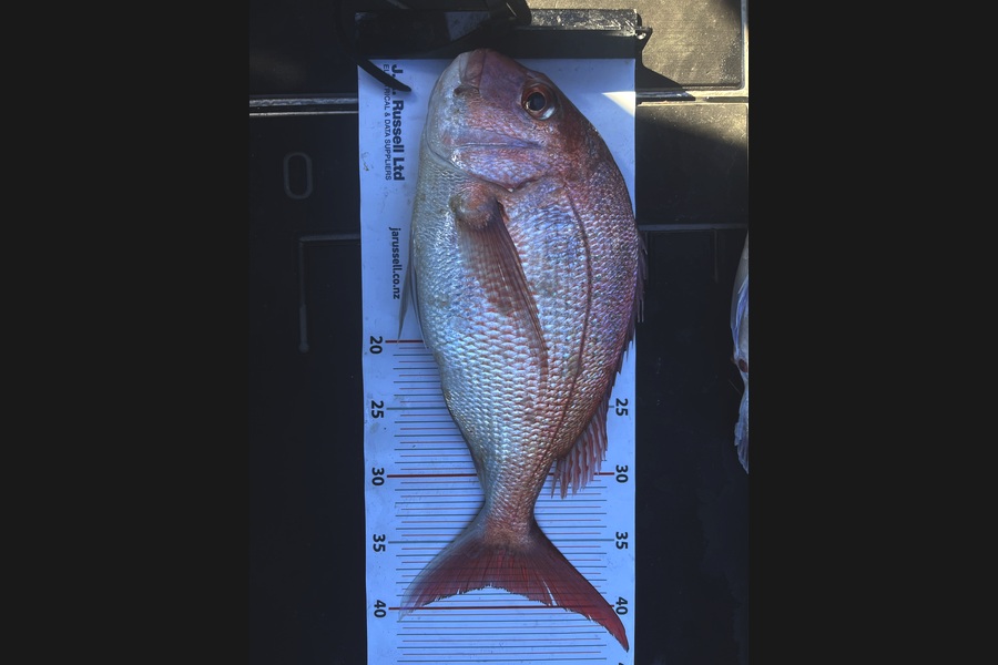 Nick Meredith caught this 38.5cm Snapper at Bay of Plenty during The Export NZ Fishing Competition