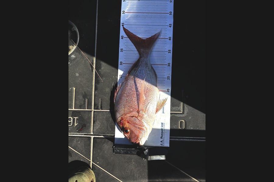 Tamu Wilkie caught this 39.5cm Snapper at Bay of Plenty during The Export NZ Fishing Competition