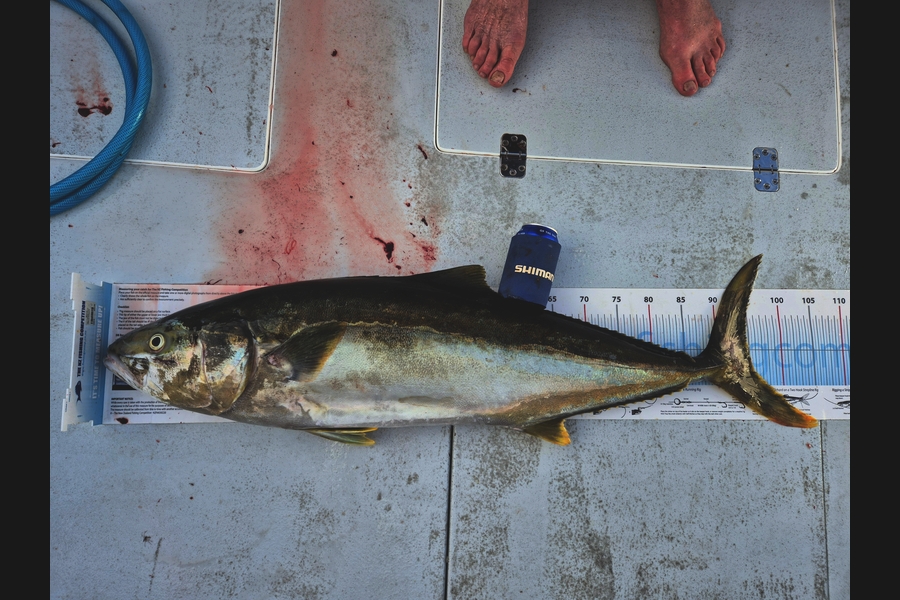 Ian Campbell caught this 94.0cm Kingfish at Northland during The Export NZ Fishing Competition