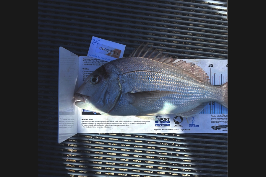 Rhodri Thomas caught this 43.0cm Snapper at Auckland during The Export NZ Fishing Competition