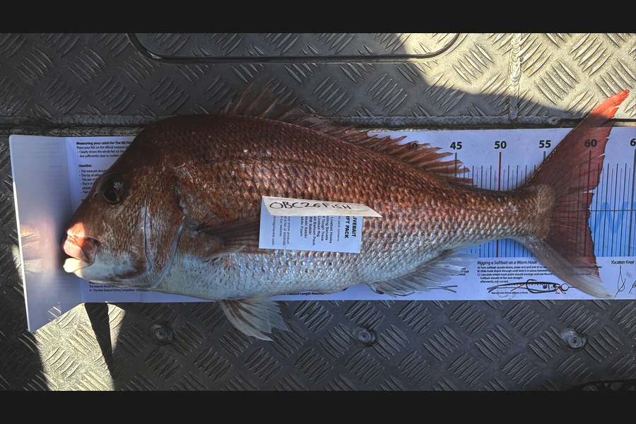 Noah Leaning caught this 60cm Snapper at Auckland during The Export NZ Fishing Competition