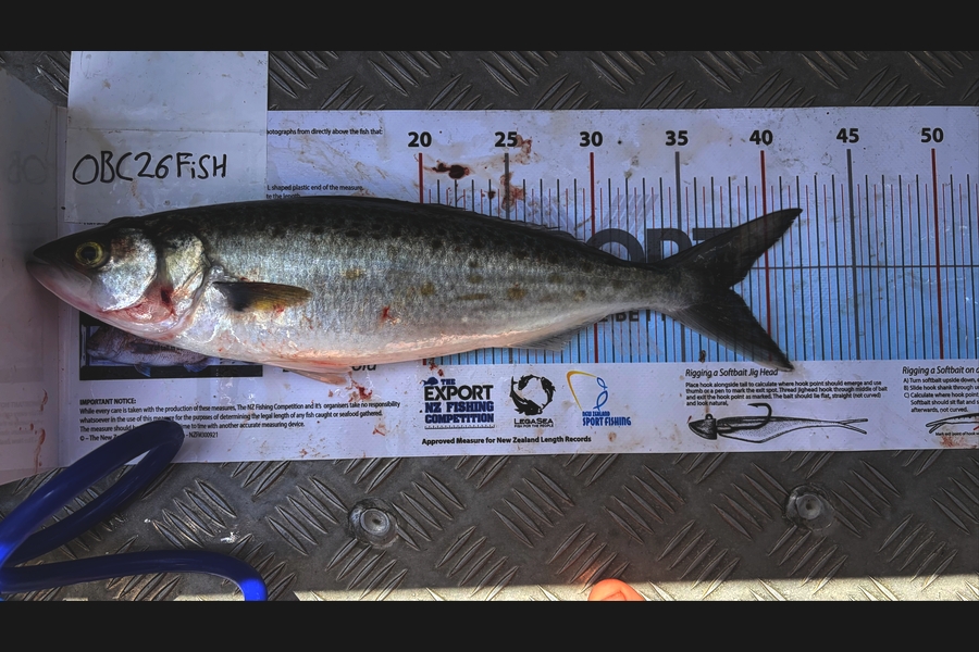 Noah Leaning caught this 37.5cm Kahawai at Auckland during The Export NZ Fishing Competition