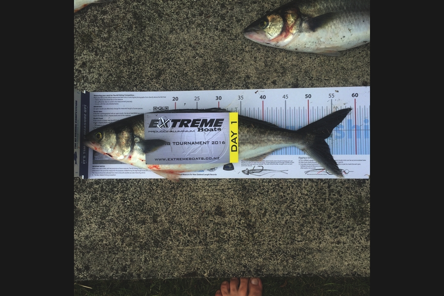 Damien  Roach caught this 53.0cm Kahawai at Whitianga  during The Export NZ Fishing Competition