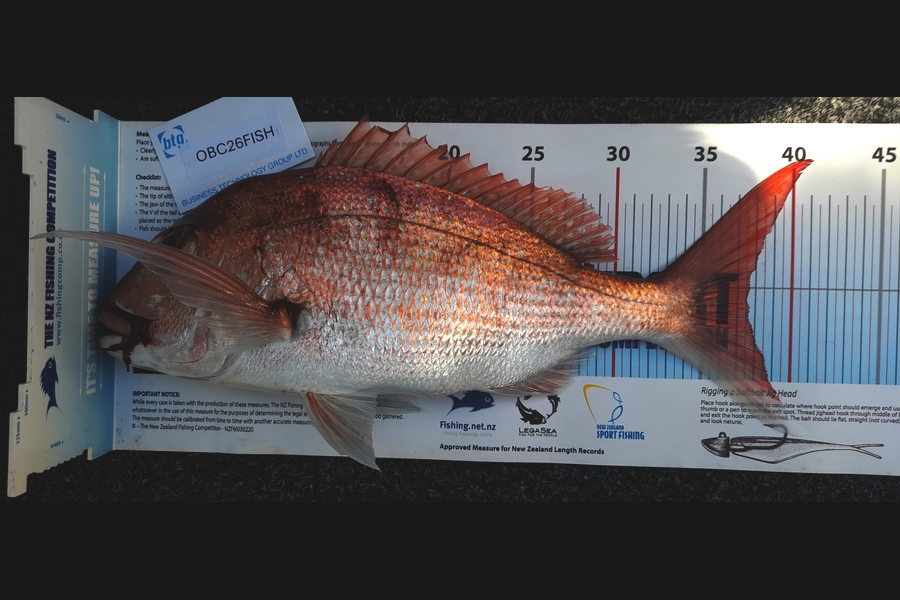 Garry Milham caught this 37.5cm Snapper at Auckland during The Export NZ Fishing Competition