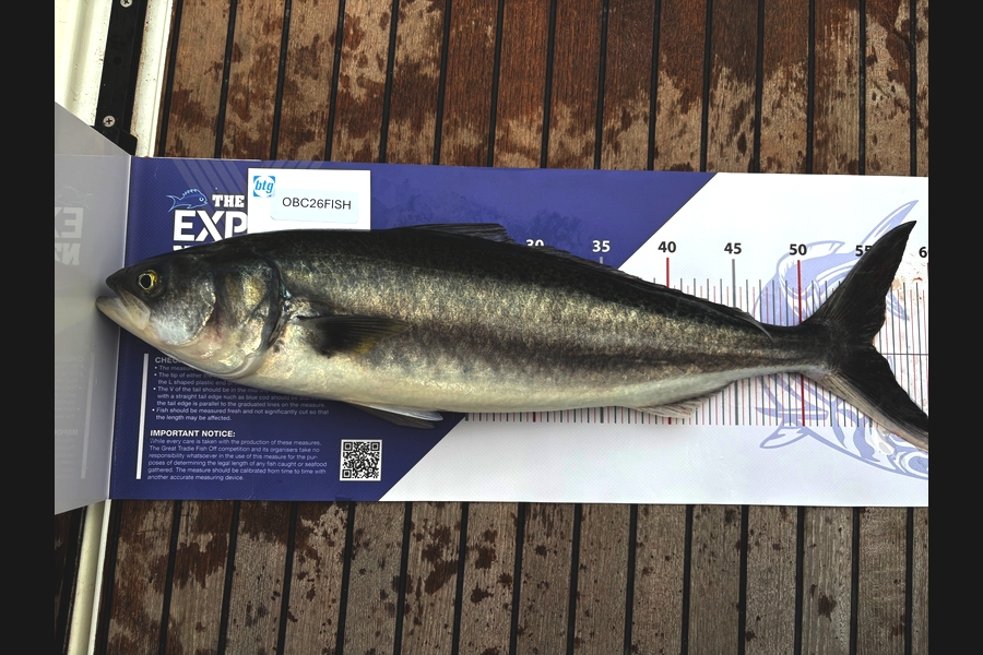 Dean McDougall caught this 55.0cm Kahawai at Auckland during The Export NZ Fishing Competition