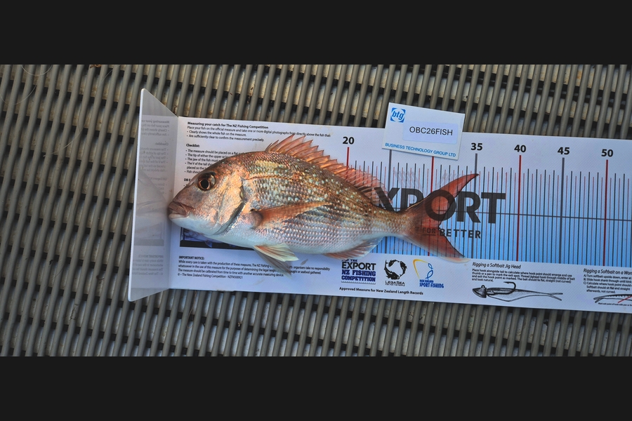 David Kay caught this 31.0cm Snapper at Auckland during The Export NZ Fishing Competition