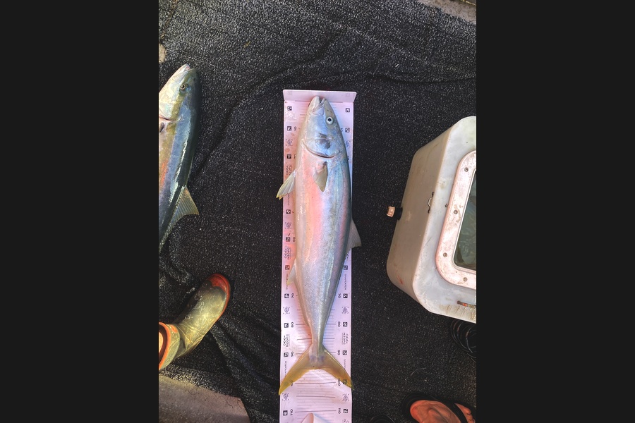 Josh Curreen caught this 95.0cm Kingfish at Northland during The Export NZ Fishing Competition