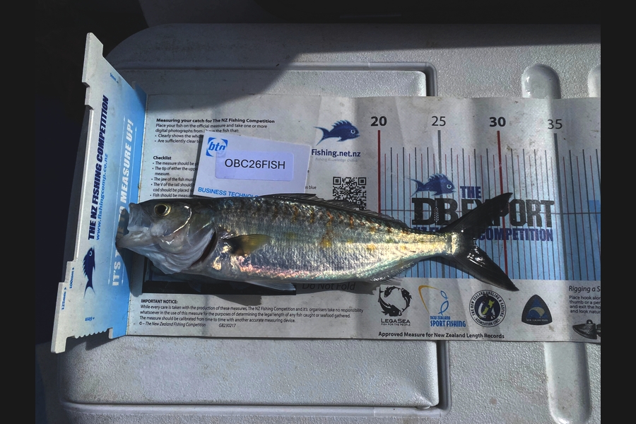 Ian Bannan caught this 28.0cm Kahawai at Auckland during The Export NZ Fishing Competition