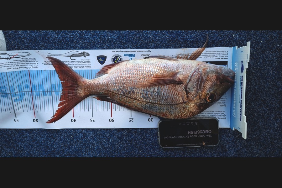 Naveen Pillay caught this 42.5cm Snapper at Auckland during The Export NZ Fishing Competition
