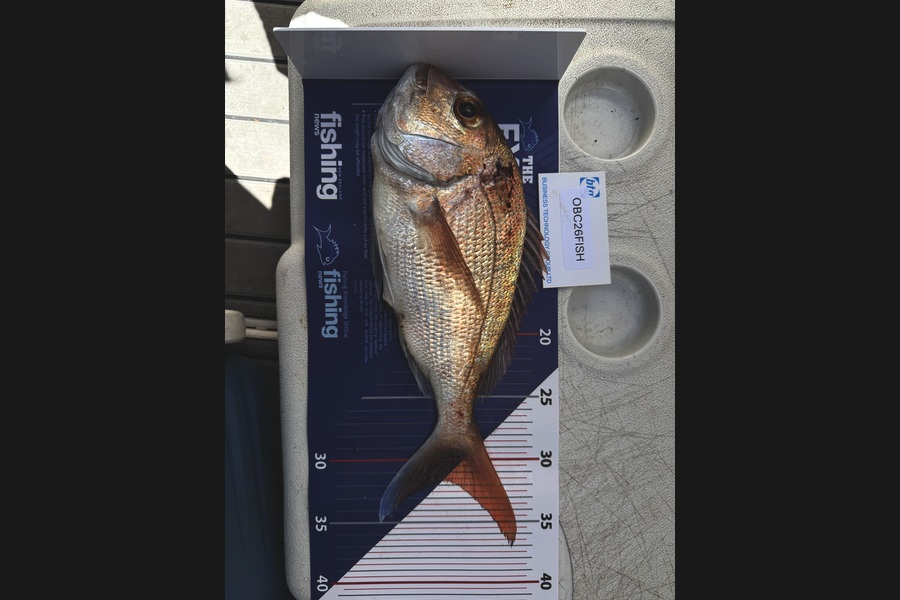 Greg Strachan caught this 31.5cm Snapper at Auckland during The Export NZ Fishing Competition