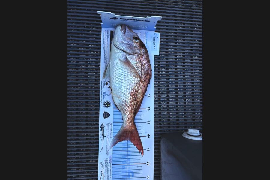 DAVE DORRINGTON caught this 41.0cm Snapper at Auckland during The Export NZ Fishing Competition