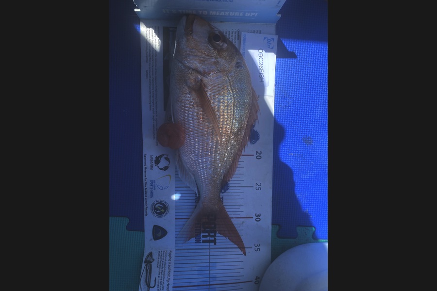 Ian Bannan caught this 32.0cm Snapper at Auckland during The Export NZ Fishing Competition