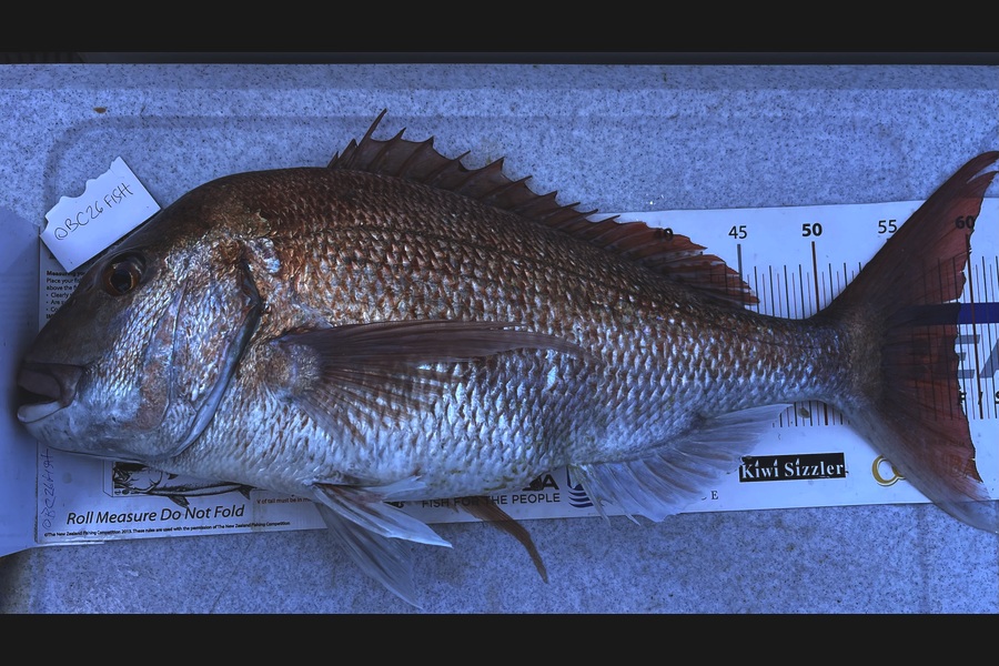 Brendan Lochead caught this 58.5cm Snapper at Auckland during The Export NZ Fishing Competition