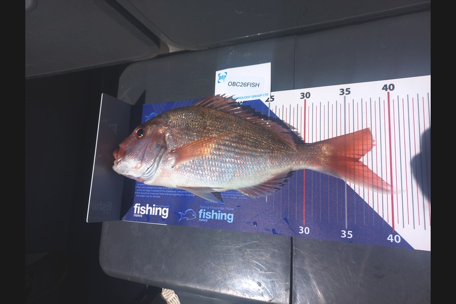 Chris  Fouhy caught this 36.5cm Snapper at Auckland during The Export NZ Fishing Competition