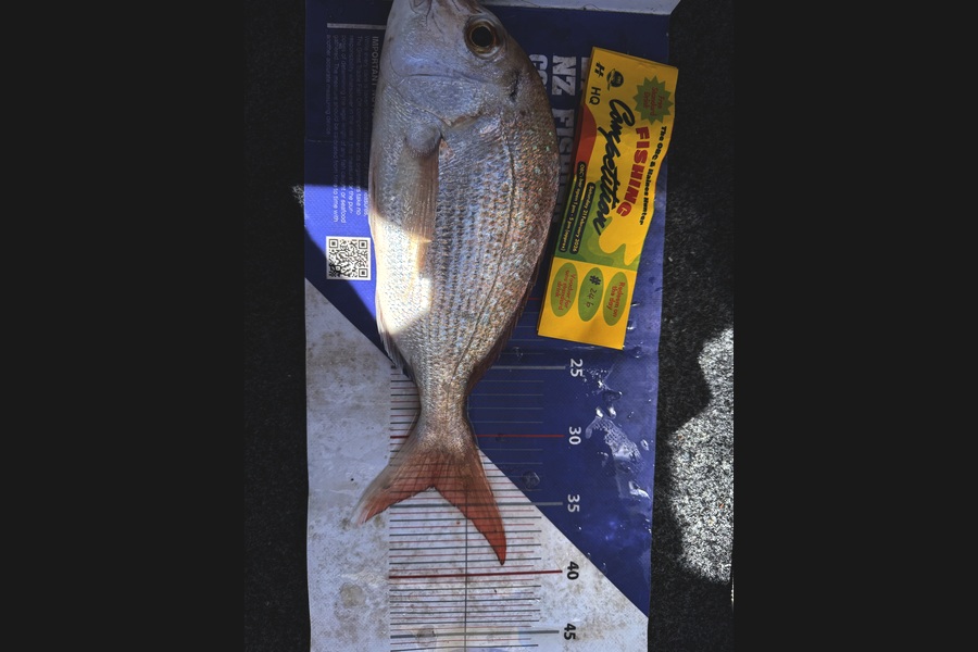 Simon Kelly caught this 33.5cm Snapper at Auckland during The Export NZ Fishing Competition