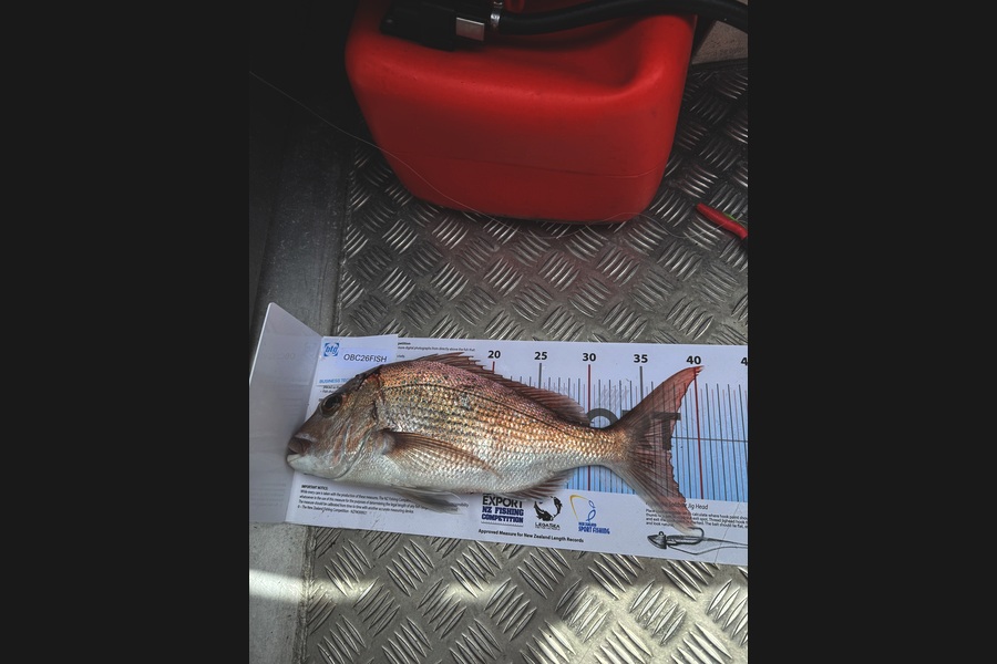 Karen Martin caught this 37.0cm Snapper at Auckland during The Export NZ Fishing Competition