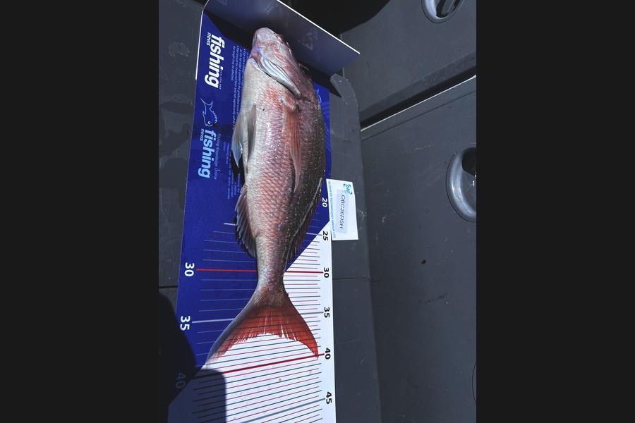 Darryn Fouhy caught this 36.5cm Snapper at Auckland during The Export NZ Fishing Competition