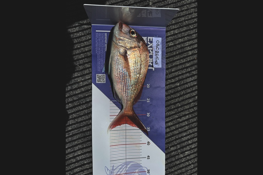 Nicole Atkinson caught this 33.0cm Snapper at Auckland during The Export NZ Fishing Competition