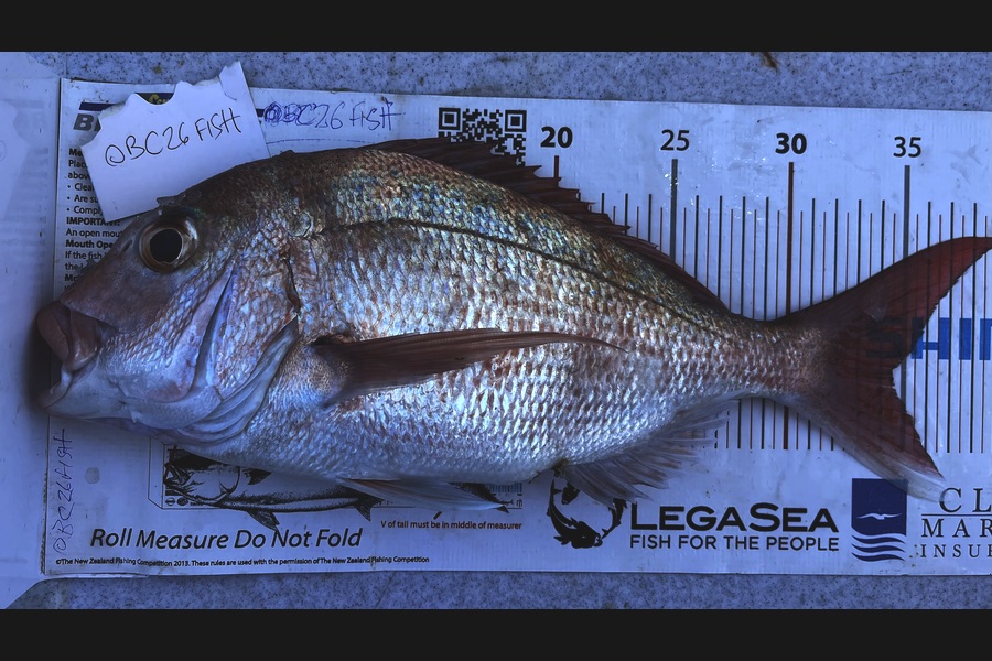 Brendan Lochead caught this 34.5cm Snapper at Auckland during The Export NZ Fishing Competition