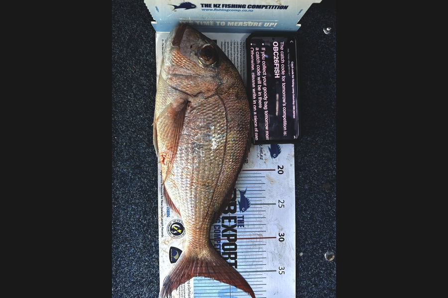 Dass Pillay caught this 35.0cm Snapper at Auckland during The Export NZ Fishing Competition