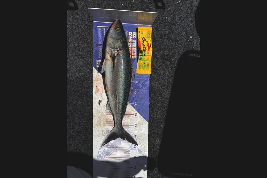 Riley  Kelly caught this 50.5cm Kahawai at Auckland during The Export NZ Fishing Competition