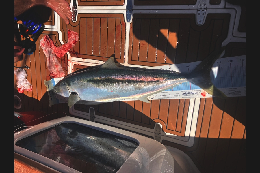 Mark  Armistead caught this 110.0cm Kingfish at Bay of Plenty during The Export NZ Fishing Competition