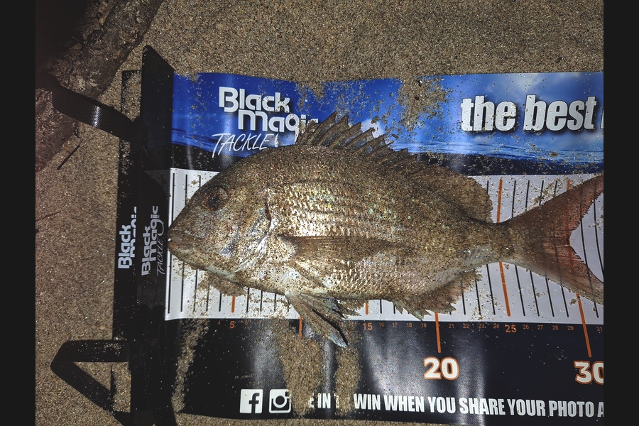 Craig Dunlop caught this 30.0cm Snapper at Coromandel during The Export NZ Fishing Competition