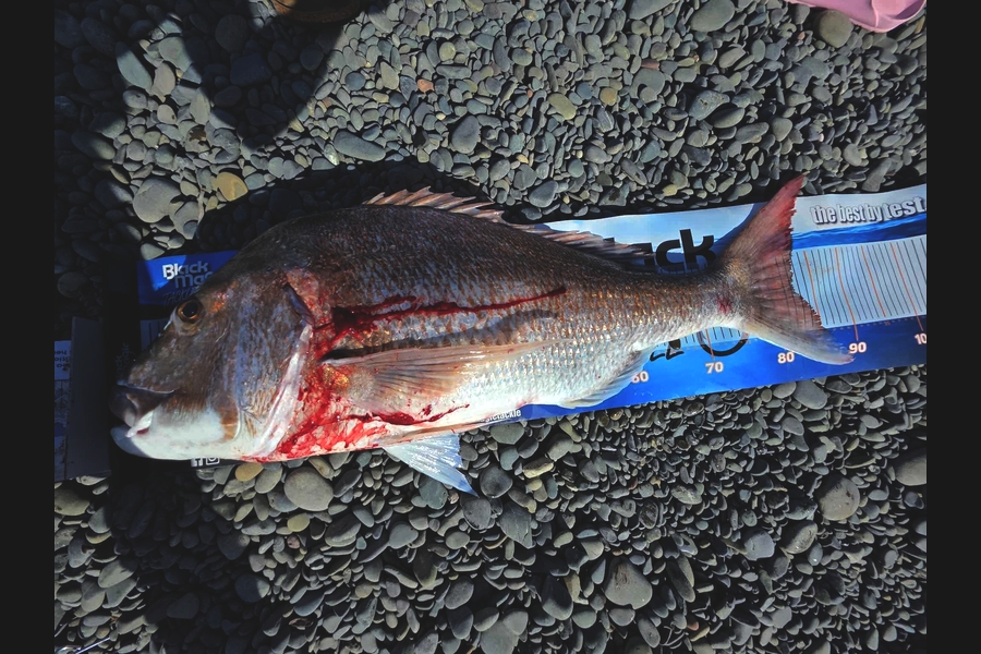 Pj Oughton caught this 80.0cm Snapper at Hawkes Bay during The Export NZ Fishing Competition
