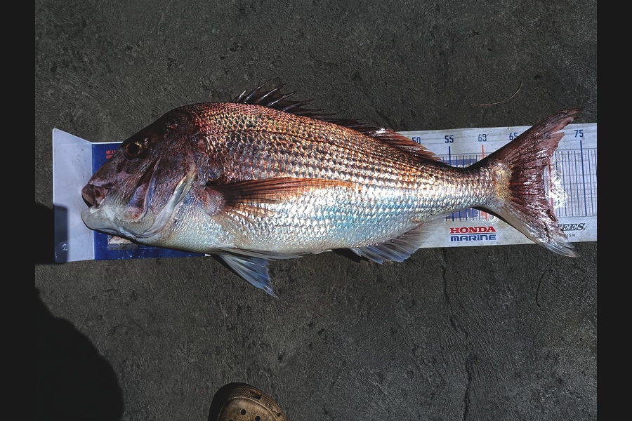 Tracy Holland caught this 69.0cm Snapper at Nelson/Marlborough during The Export NZ Fishing Competition