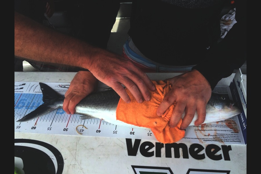 James Plooy caught this 60.5cm Kahawai at Whitianga during The Export NZ Fishing Competition