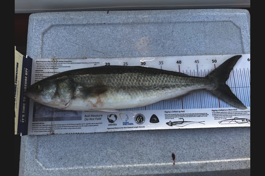Ian Pedersen caught this 52.5cm Kahawai at Bay of Plenty during The Export NZ Fishing Competition